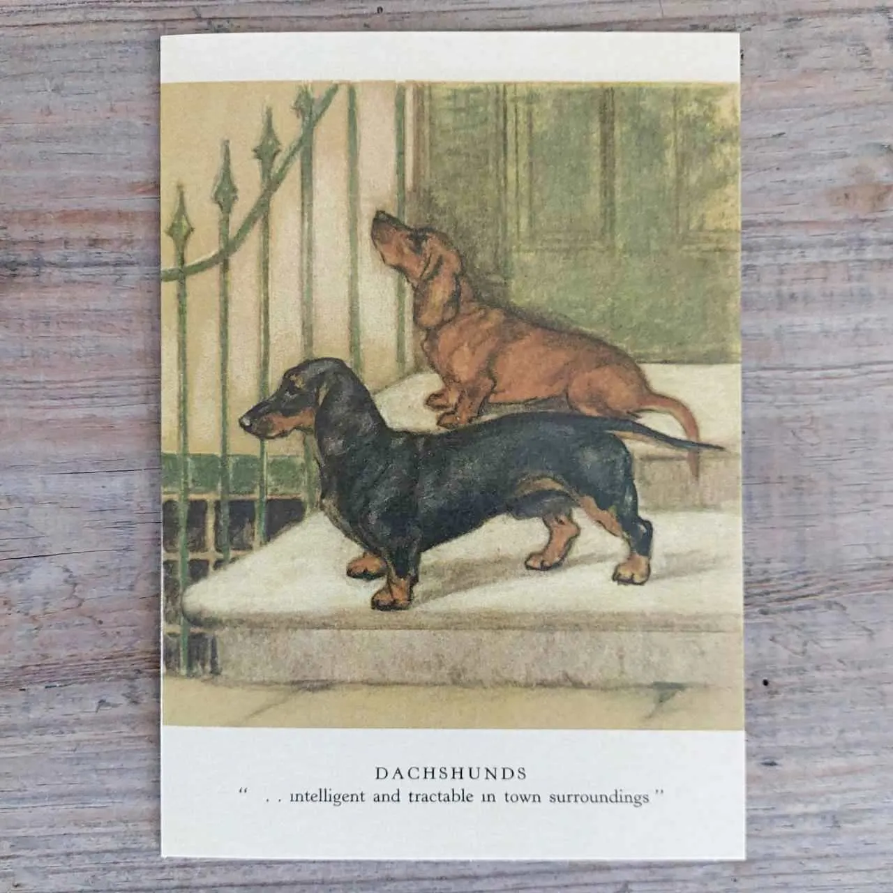 Dachshunds - Greeting Card